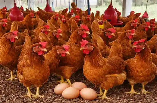 Kadaknath Eggs
